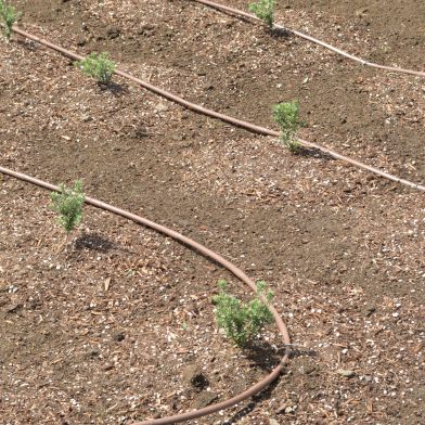 Dripline Irrigation