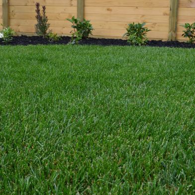 Completed Roll out Turf Lawn