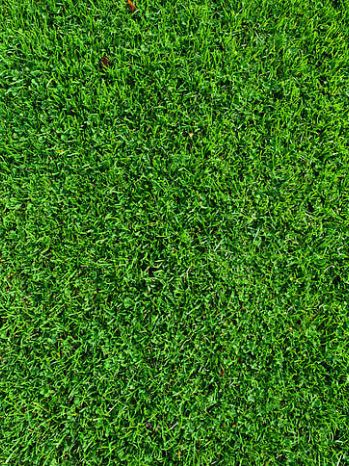 Seed and Grass Variety