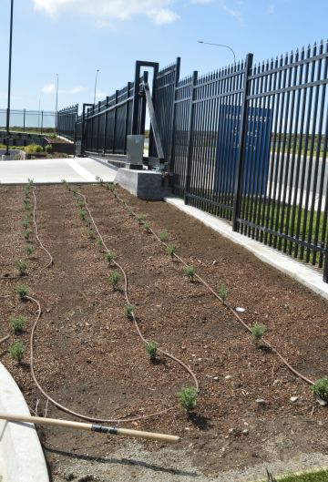 Dripline Irrigation