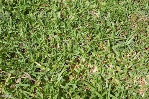 Kikuyu