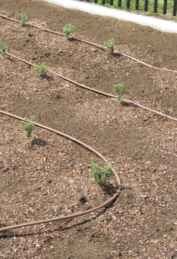 Dripline Irrigation